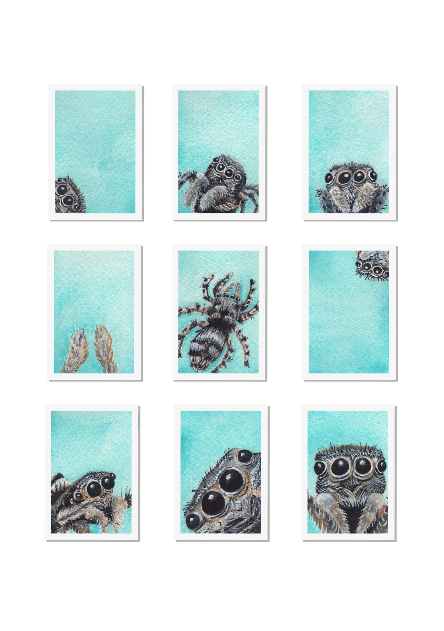 Jumping Spider Passport Photos Signed Print